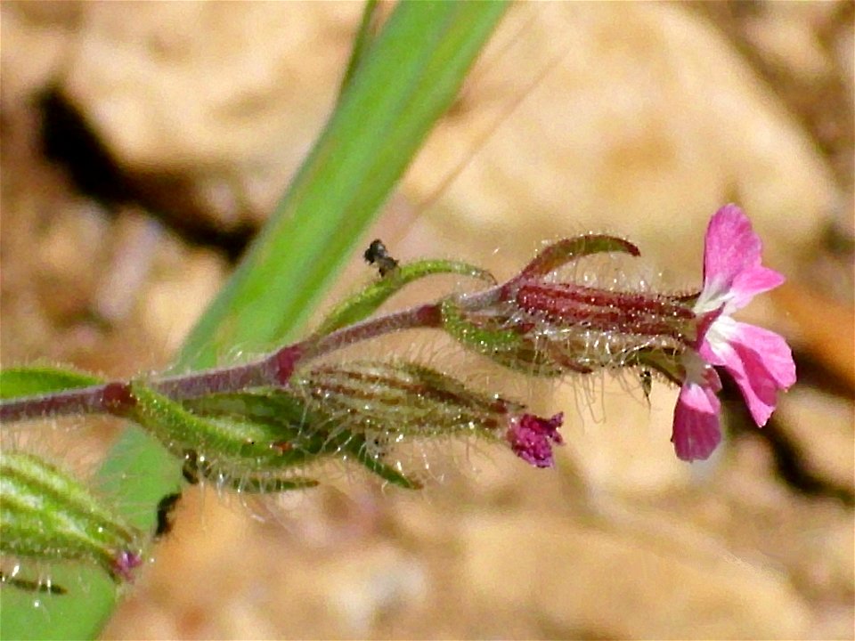 Silene gallica close up, Sierra Madrona, Spain.
