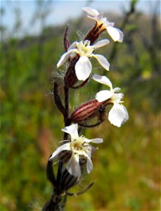 Silene gallica at Lake Poway, Poway, California, USA.