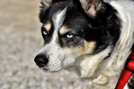 Pet animal head photo