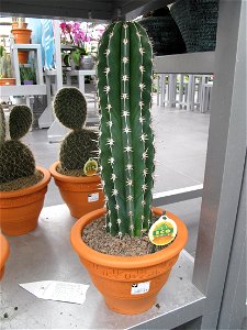 Pachycereus pecten in a garden centre. Identified by its commercial botanic label. photo