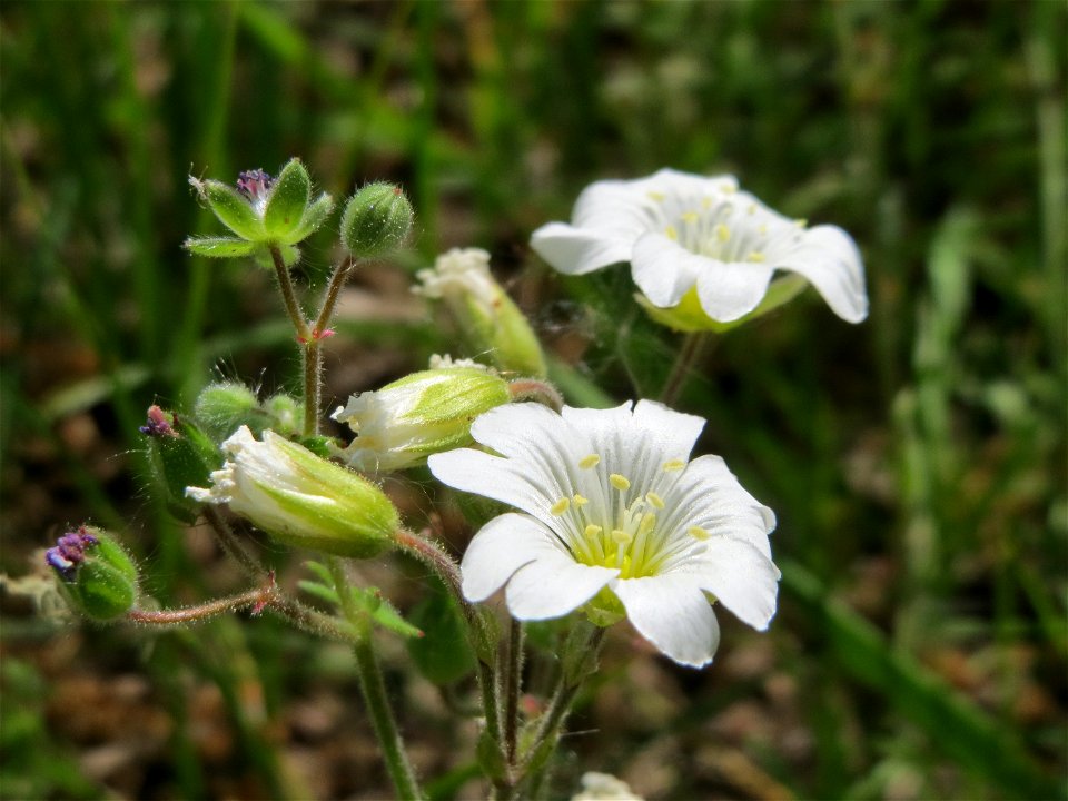 Acker-Hornkraut (Cerastium arvense) im Naturschutzgebiet Wagbachniederung
