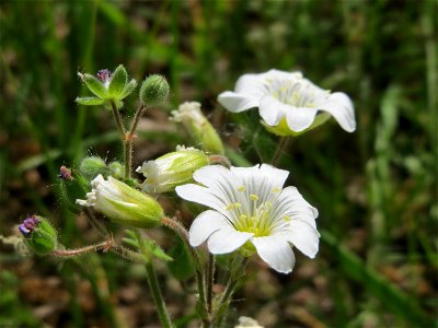 Acker-Hornkraut (Cerastium arvense) im Naturschutzgebiet Wagbachniederung
