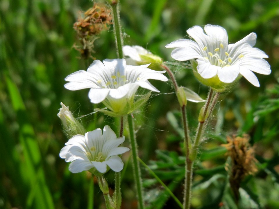 Acker-Hornkraut (Cerastium arvense) im Naturschutzgebiet Wagbachniederung