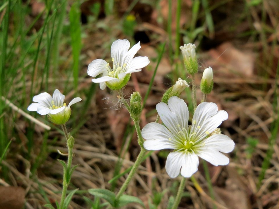 Acker-Hornkraut (Cerastium arvense) auf der Friedenshöhe (Naturschutzgebiet Oftersheimer Dünen)