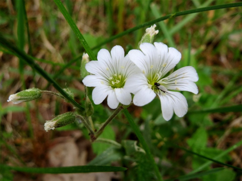 Acker-Hornkraut (Cerastium arvense) im Naturschutzgebiet „Oftersheimer Dünen“ (Teilgebiet „Am Golfplatz“)