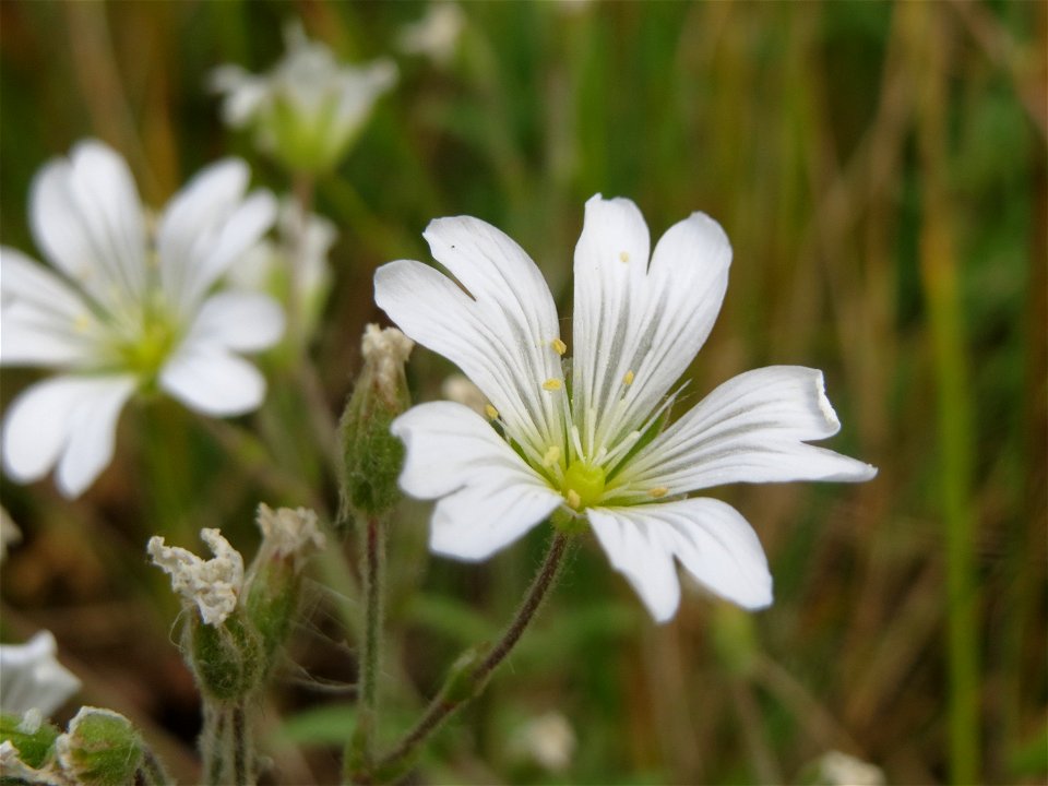 Acker-Hornkraut (Cerastium arvense) im Naturschutzgebiet „Karl-Ludwig-See“ im Landschaftsschutzgebiet „Hockenheimer Rheinbogen“