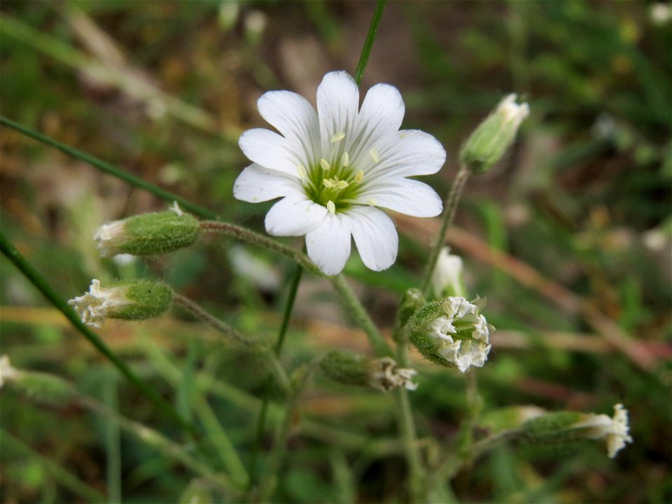 Acker-Hornkraut (Cerastium arvense) im Naturschutzgebiet „Oftersheimer Dünen“ (Teilgebiet „Am Golfplatz“)