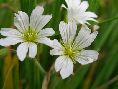 Acker-Hornkraut (Cerastium arvense) im Naturschutzgebiet „Karl-Ludwig-See“ im Landschaftsschutzgebiet „Hockenheimer Rheinbogen“
