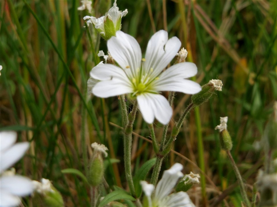 Acker-Hornkraut (Cerastium arvense) im Naturschutzgebiet „Karl-Ludwig-See“ im Landschaftsschutzgebiet „Hockenheimer Rheinbogen“
