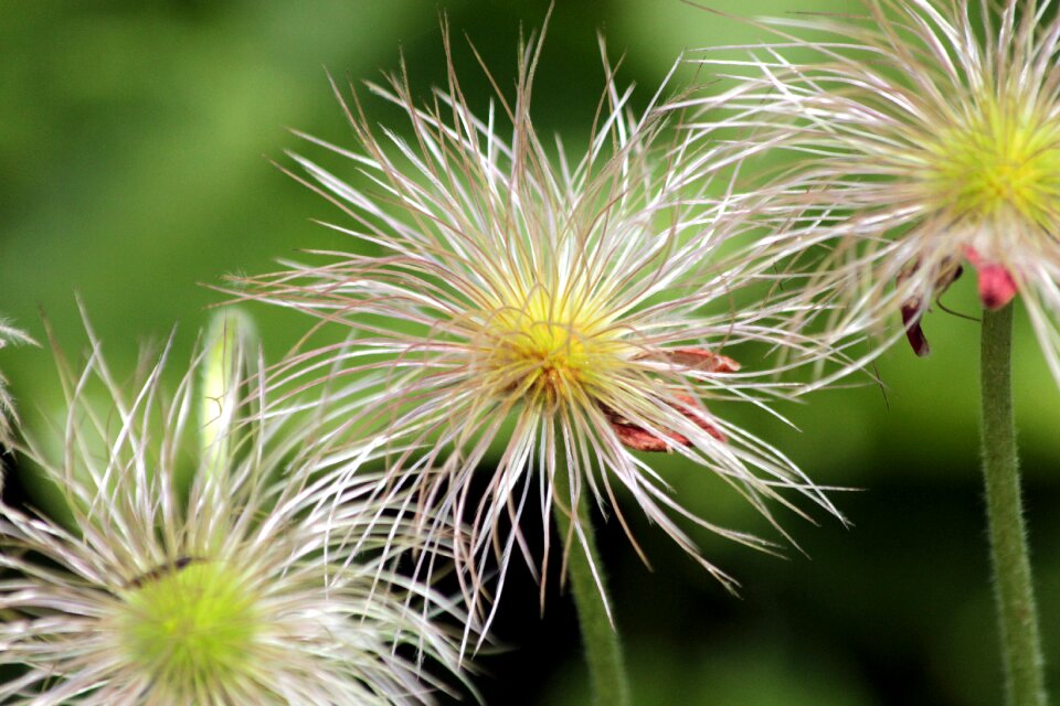 Flower plant macro