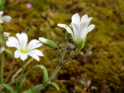 Acker-Hornkraut (Cerastium arvense) im Naturschutzgebiet „Karl-Ludwig-See“ im Landschaftsschutzgebiet „Hockenheimer Rheinbogen“