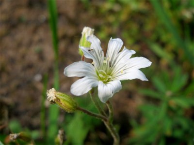 Acker-Hornkraut (Cerastium arvense) im Schwetzinger Hardt - an der Bahnstrecke Mannheim-Karlsruhe findet sich ein kleines Sandmagerrasen-Biotop mit typischer Binnendünen-Vegetation