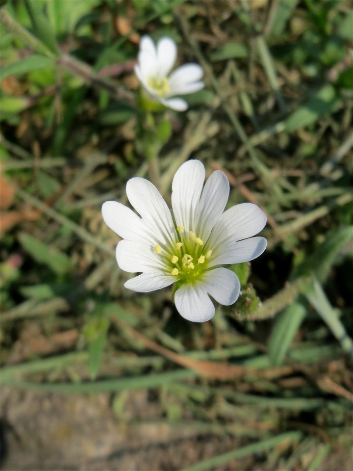 Acker-Hornkraut (Cerastium arvense) auf einem Grünstreifen zwischen Eisenbahnstraße und Am Damm in Hockenheim