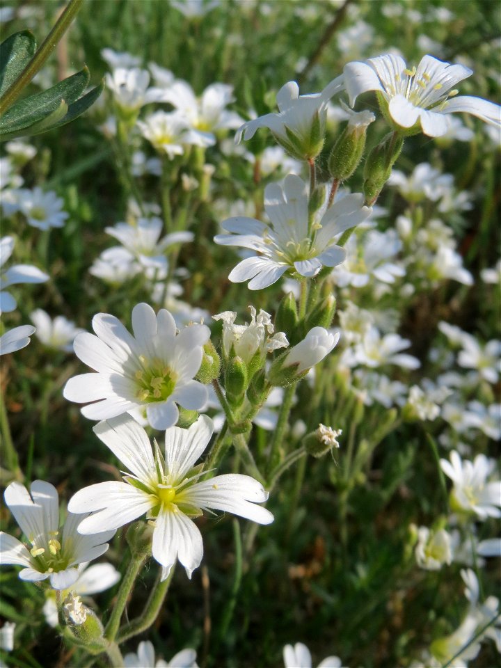 Acker-Hornkraut (Cerastium arvense) im Almet in Sankt Arnual