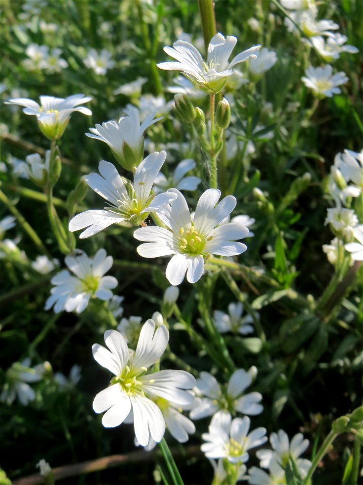 Acker-Hornkraut (Cerastium arvense) im Almet in Sankt Arnual