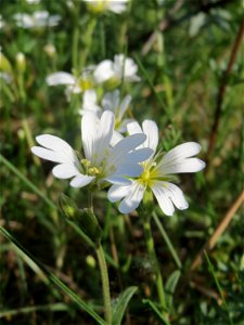 Acker-Hornkraut (Cerastium arvense) im Almet in Sankt Arnual