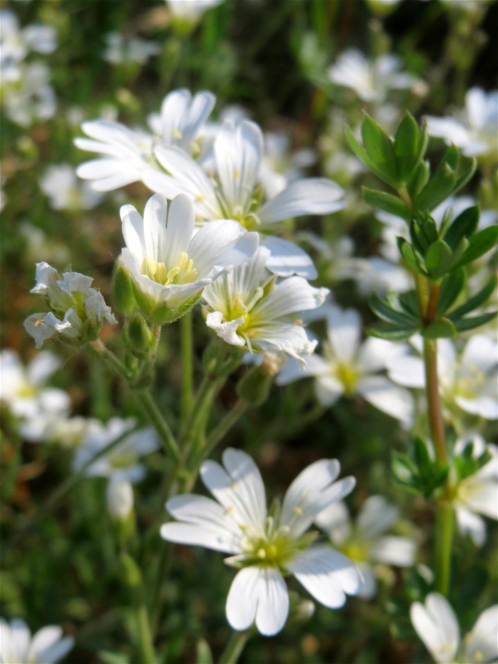 Acker-Hornkraut (Cerastium arvense) im Almet in Sankt Arnual