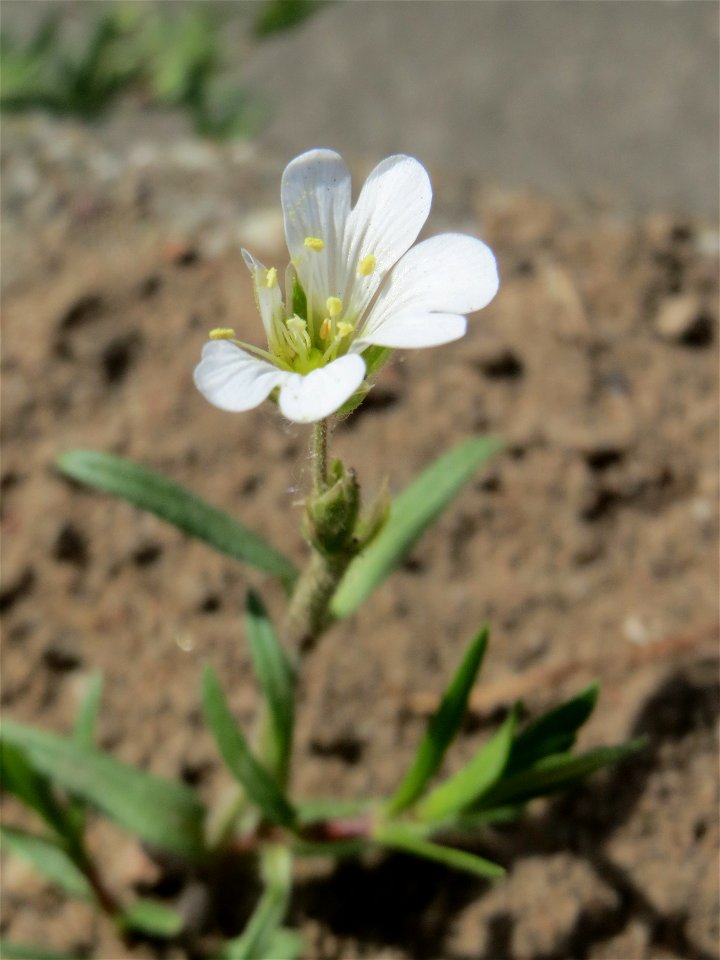Acker-Hornkraut (Cerastium arvense) auf einem Grünstreifen zwischen Eisenbahnstraße und Am Damm in Hockenheim