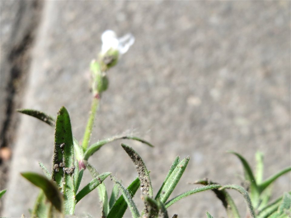 Acker-Hornkraut (Cerastium arvense) auf einem Grünstreifen zwischen Eisenbahnstraße und Am Damm in Hockenheim