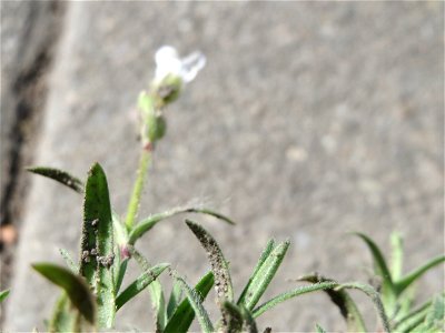 Acker-Hornkraut (Cerastium arvense) auf einem Grünstreifen zwischen Eisenbahnstraße und Am Damm in Hockenheim