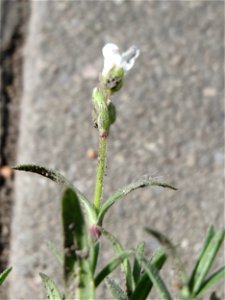 Acker-Hornkraut (Cerastium arvense) auf einem Grünstreifen zwischen Eisenbahnstraße und Am Damm in Hockenheim