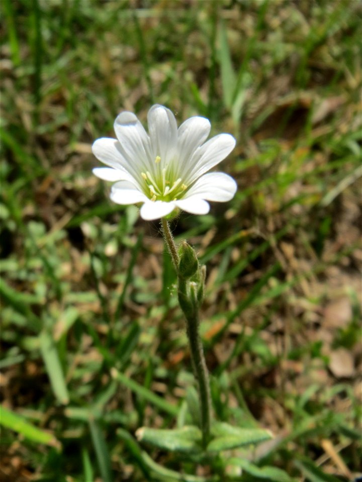 Acker-Hornkraut (Cerastium arvense) auf einem Grünstreifen zwischen Eisenbahnstraße und Am Damm in Hockenheim