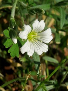 Acker-Hornkraut (Cerastium arvense) auf einem Grünstreifen zwischen Eisenbahnstraße und Am Damm in Hockenheim