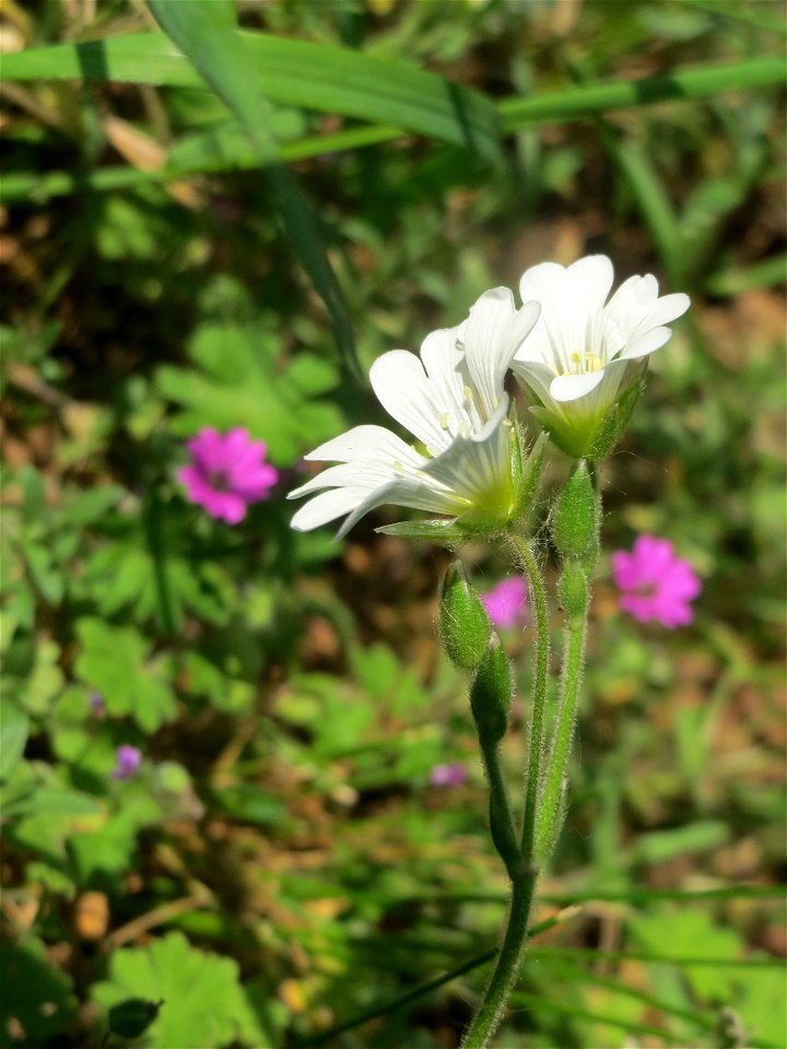 Acker-Hornkraut (Cerastium arvense) auf einem Grünstreifen zwischen Eisenbahnstraße und Am Damm in Hockenheim