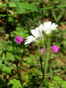 Acker-Hornkraut (Cerastium arvense) auf einem Grünstreifen zwischen Eisenbahnstraße und Am Damm in Hockenheim