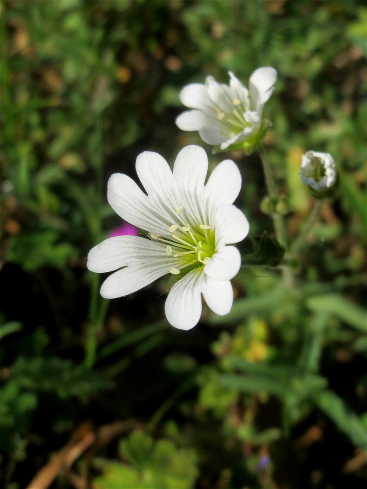 Acker-Hornkraut (Cerastium arvense) auf einem Grünstreifen zwischen Eisenbahnstraße und Am Damm in Hockenheim
