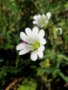 Acker-Hornkraut (Cerastium arvense) auf einem Grünstreifen zwischen Eisenbahnstraße und Am Damm in Hockenheim