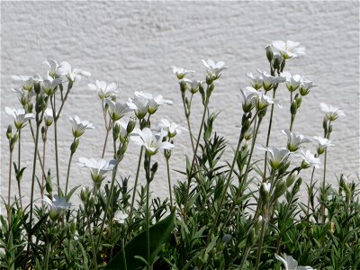 Acker-Hornkraut (Cerastium arvense) in Hockenheim