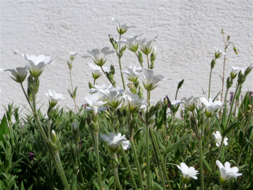 Acker-Hornkraut (Cerastium arvense) in Hockenheim