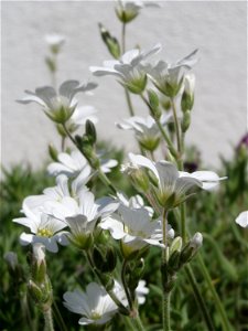 Acker-Hornkraut (Cerastium arvense) in Hockenheim