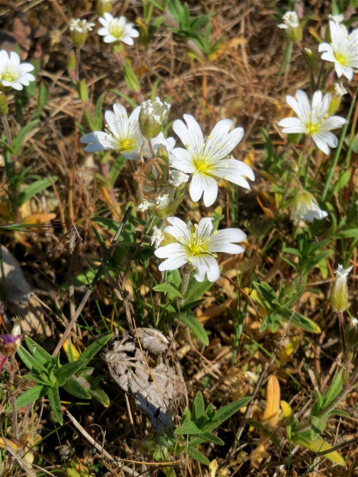 Acker-Hornkraut (Cerastium arvense) auf einer Parkplatz-Wiese in Hockenheim