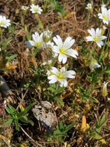 Acker-Hornkraut (Cerastium arvense) auf einer Parkplatz-Wiese in Hockenheim