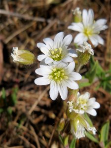Acker-Hornkraut (Cerastium arvense) auf einer Parkplatz-Wiese in Hockenheim