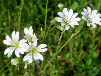 Acker-Hornkraut (Cerastium arvense) in Hockenheim