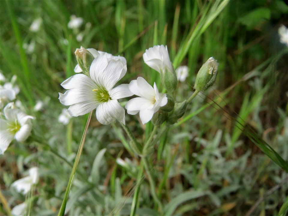 Acker-Hornkraut (Cerastium arvense) am Remigiusberg bei Kusel