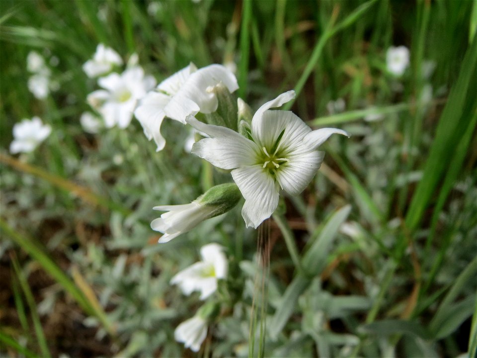 Acker-Hornkraut (Cerastium arvense) am Remigiusberg bei Kusel