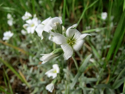 Acker-Hornkraut (Cerastium arvense) am Remigiusberg bei Kusel