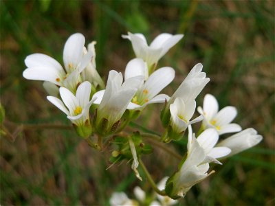 Acker-Hornkraut (Cerastium arvense) am Remigiusberg bei Kusel