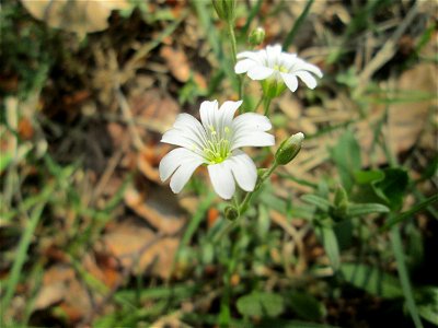 Acker-Hornkraut (Cerastium arvense) in der Schwetzinger Hardt