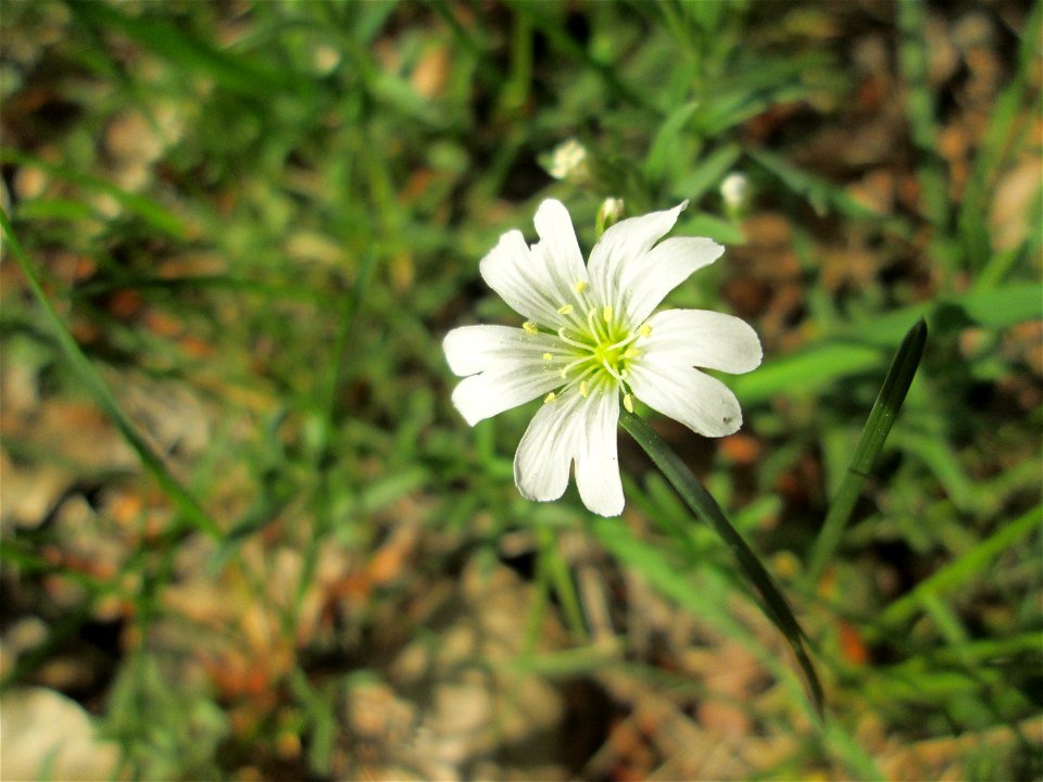 Acker-Hornkraut (Cerastium arvense) in der Schwetzinger Hardt
