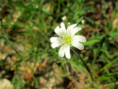 Acker-Hornkraut (Cerastium arvense) in der Schwetzinger Hardt
