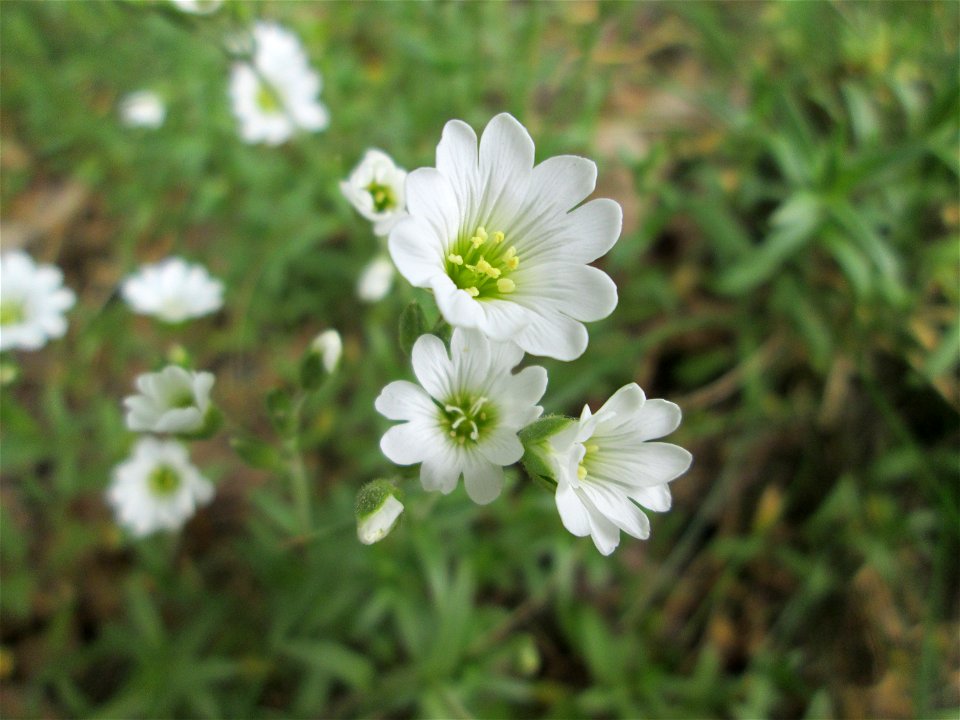 Acker-Hornkraut (Cerastium arvense) am Dreieichenbuckel im Naturschutzgebiet „Oftersheimer Dünen“