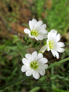 Acker-Hornkraut (Cerastium arvense) am Dreieichenbuckel im Naturschutzgebiet „Oftersheimer Dünen“