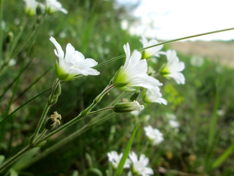 Acker-Hornkraut (Cerastium arvense) am Dreieichenbuckel im Naturschutzgebiet „Oftersheimer Dünen“