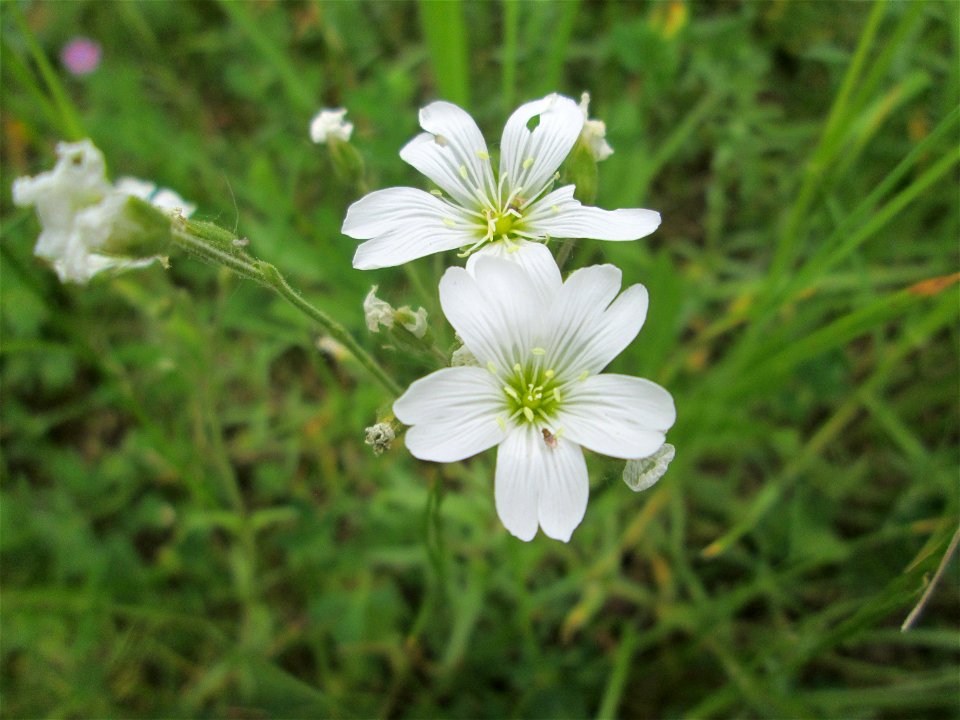 Acker-Hornkraut (Cerastium arvense) im Bürgerpark Saarbrücken