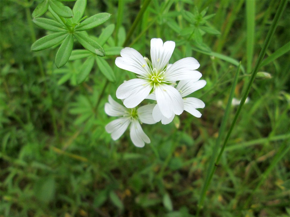 Acker-Hornkraut (Cerastium arvense) im Bürgerpark Saarbrücken